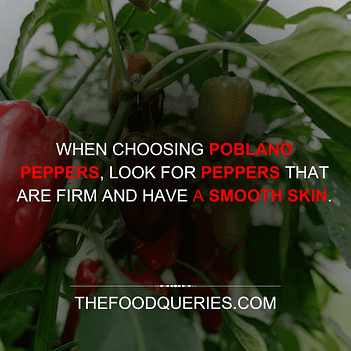 thefoodqueries.com - How to Store Poblano Peppers
